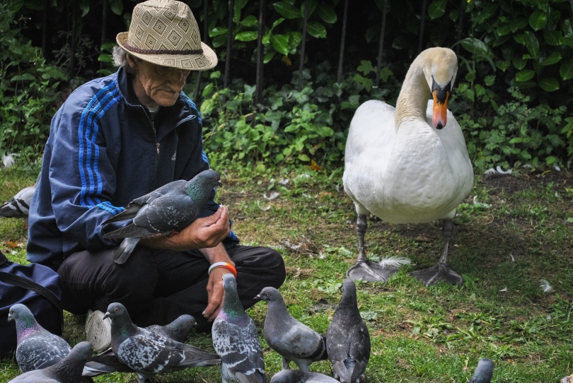 A man hangs out with his bird friends, including pigeons and a large swan, feeding them bread crumbs from his bag.